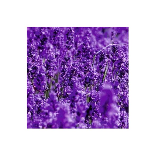 Illatpárna - Levendula